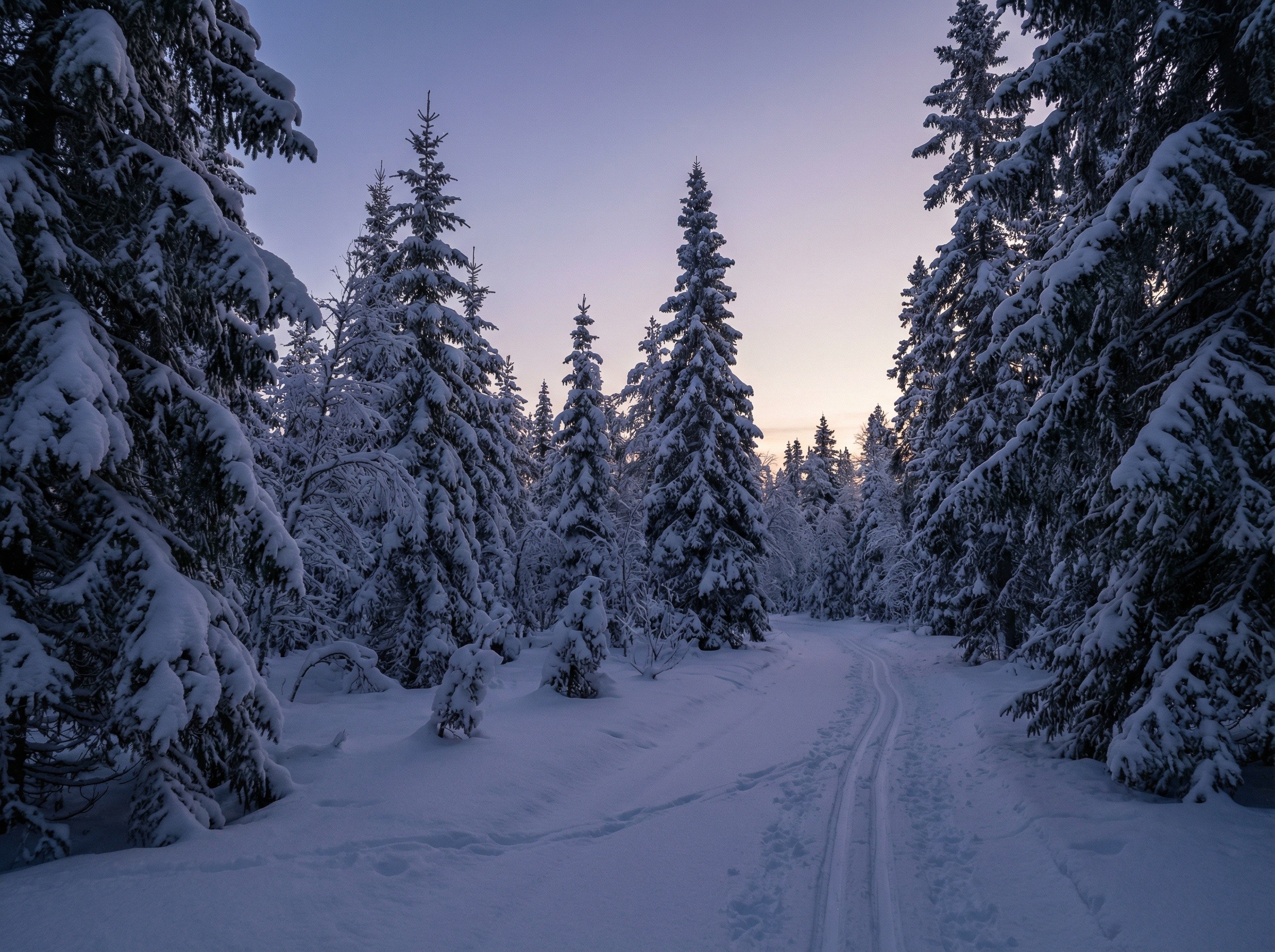 Luminen kuusimetsä tammikuun sinisellä hetkellä, latuja lumisessa metsässä, jäniksen jäljet ylittävät ladun, taivas sini-violetti