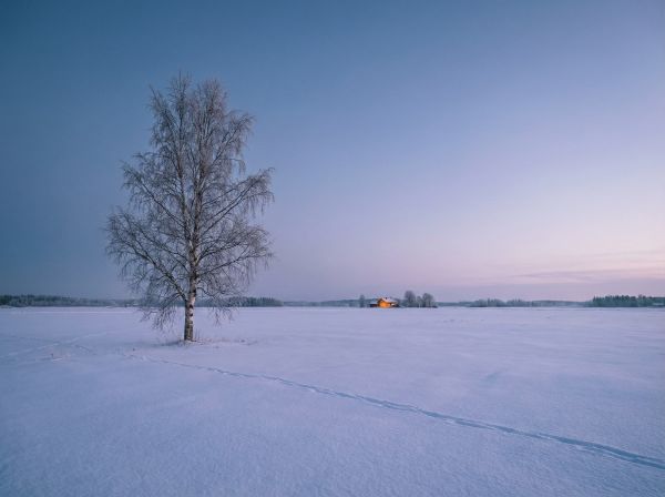 Luminen suomalainen peltomaisema tammikuun sinisellä hetkellä, yksittäinen koivu ja kaukainen valoisa talo