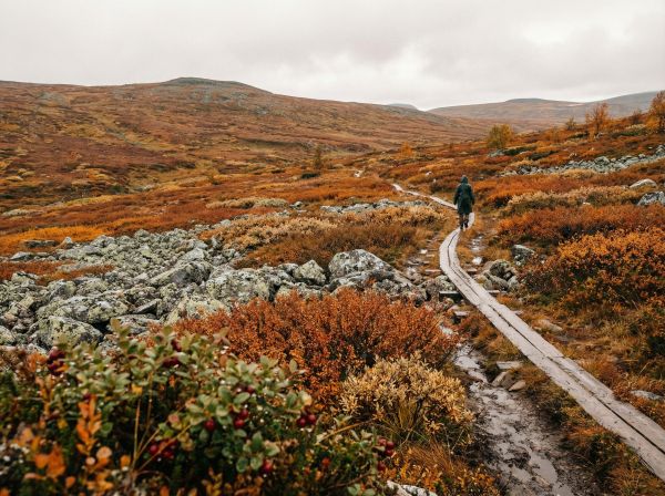 Lapin tunturimaisema ruskan aikaan, oranssia ja kultaista väriloistoa, pitkospuupolku kaartuu tunturin rinteellä, kaukana vaeltaja sadetakissa